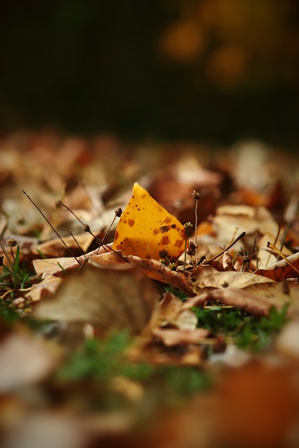 布努：今夏利雅得新月是我的主要選擇 同巴黎和拜仁接觸過.